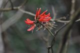 Erythrina stricta