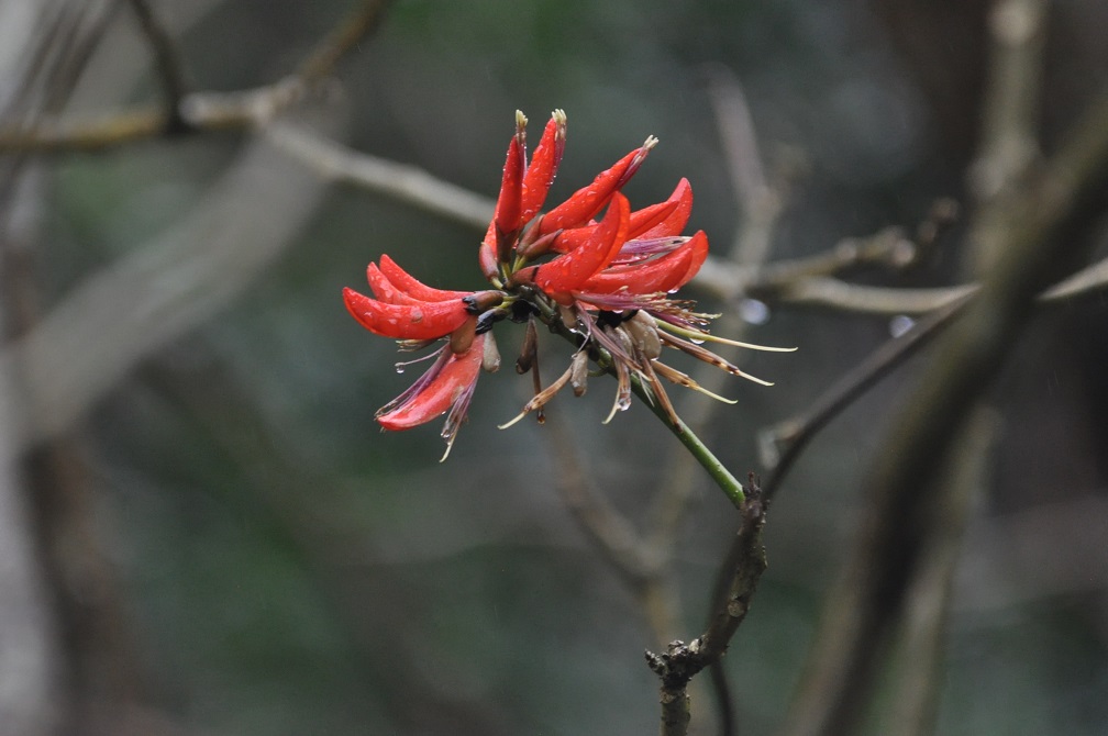 Изображение особи Erythrina stricta.