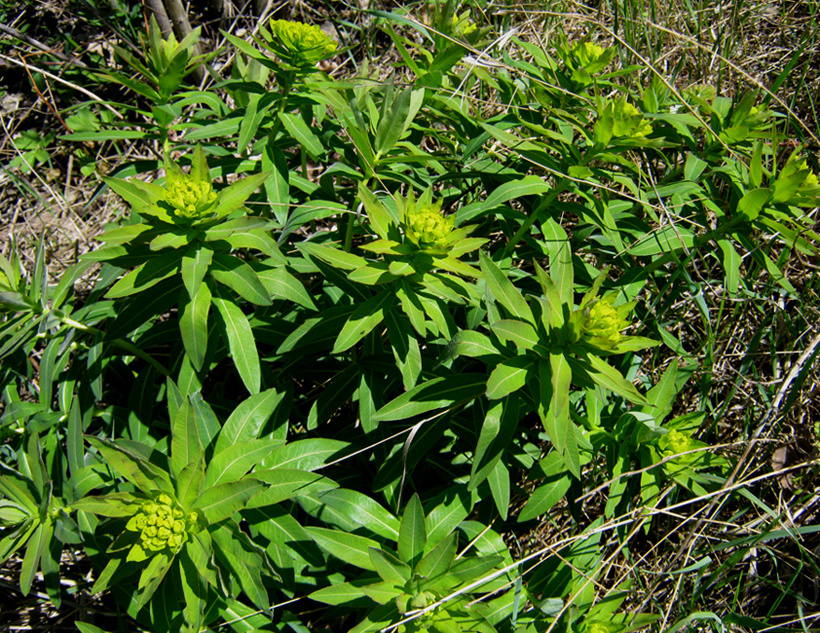 Изображение особи Euphorbia tauricola.