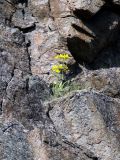 Tephroseris integrifolia. Цветущее растение на скале. Кольский п-ов, Восточный Мурман, Дальние Зеленцы, мыс Аварийный. 21.07.2007.