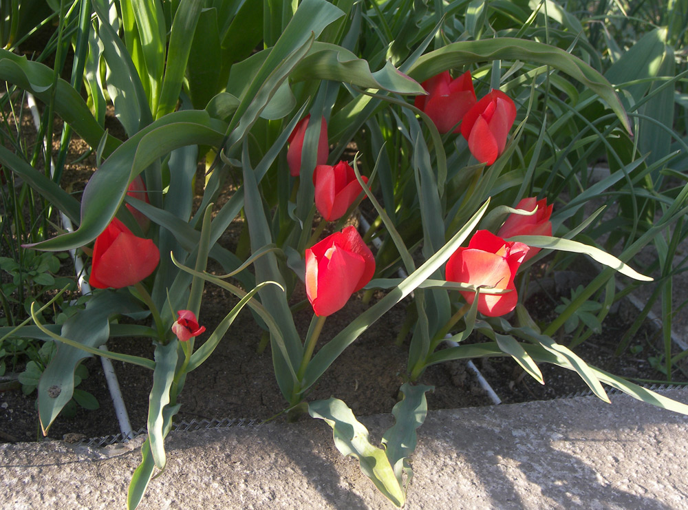 Изображение особи Tulipa maximowiczii.