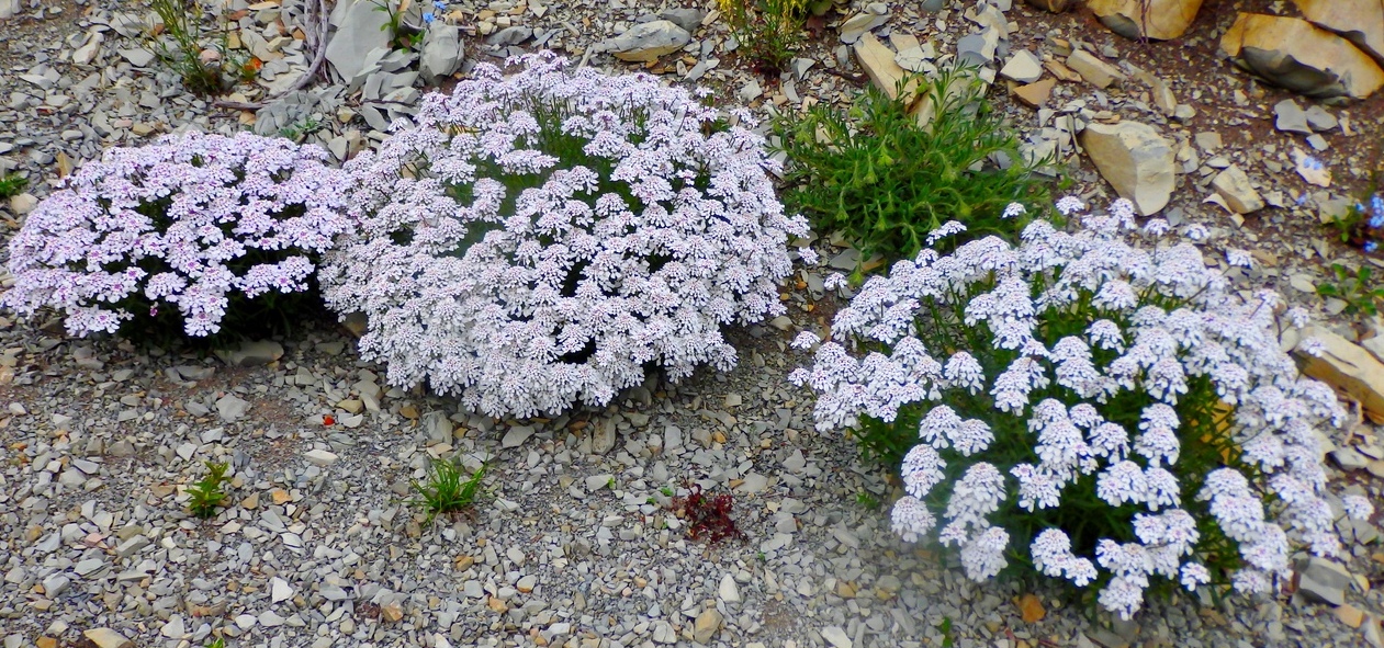 Image of Iberis simplex specimen.