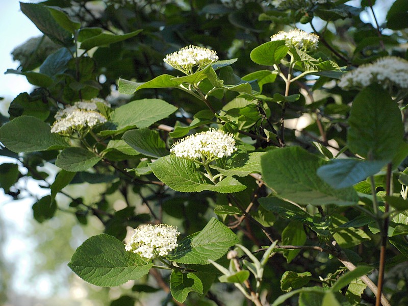 Изображение особи Viburnum lantana.