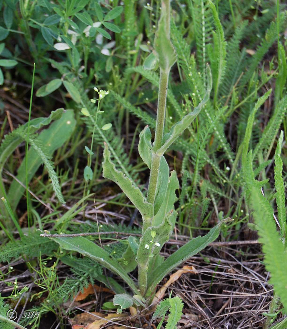 Image of Silene viscosa specimen.