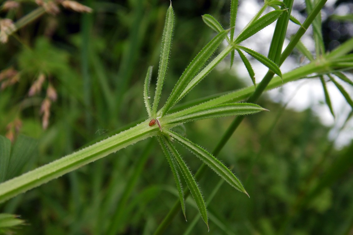 Изображение особи Galium aparine.