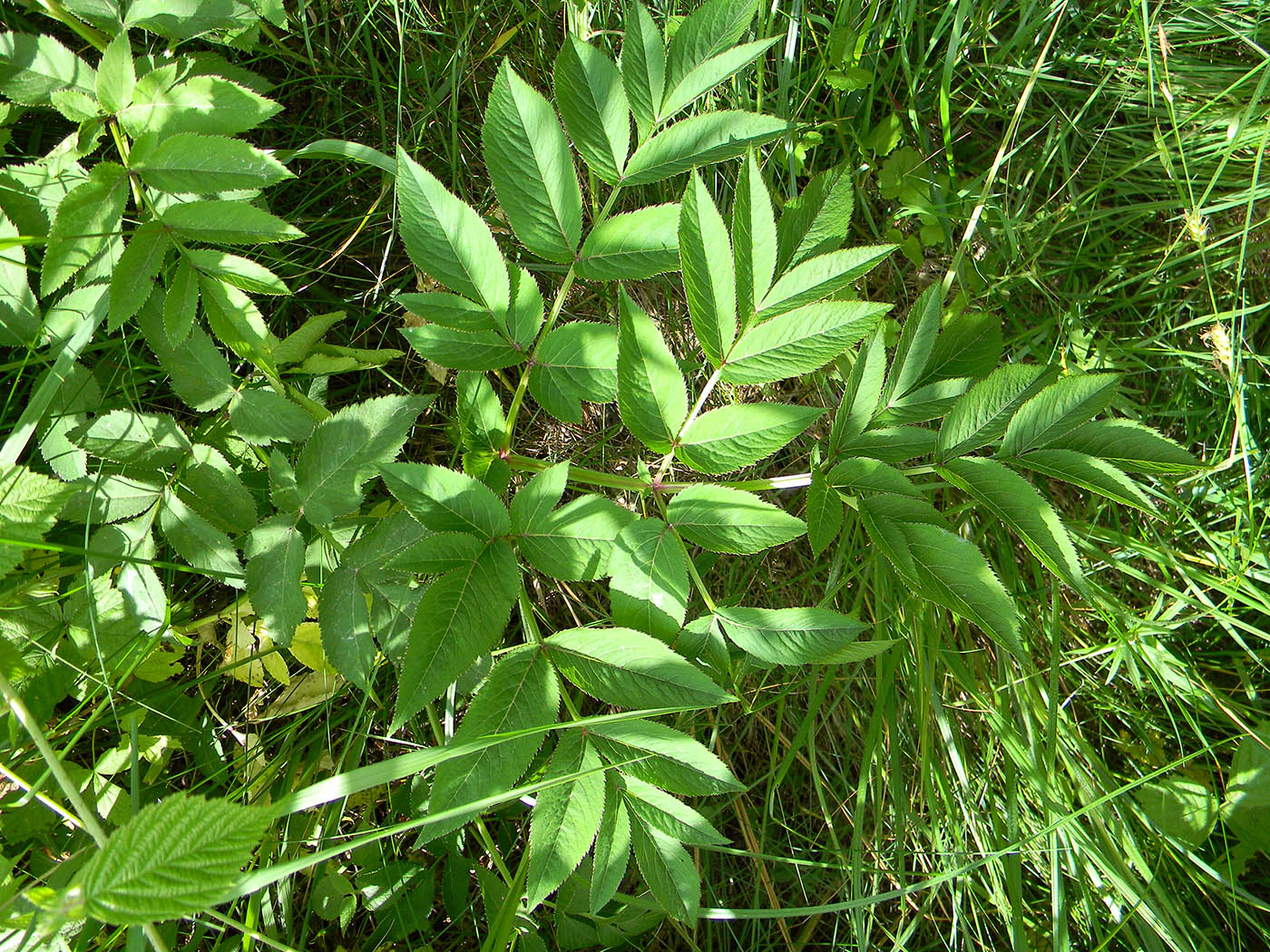 Image of Angelica sylvestris specimen.