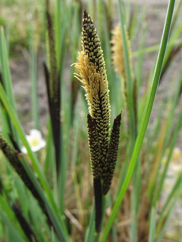 Image of Carex elata specimen.