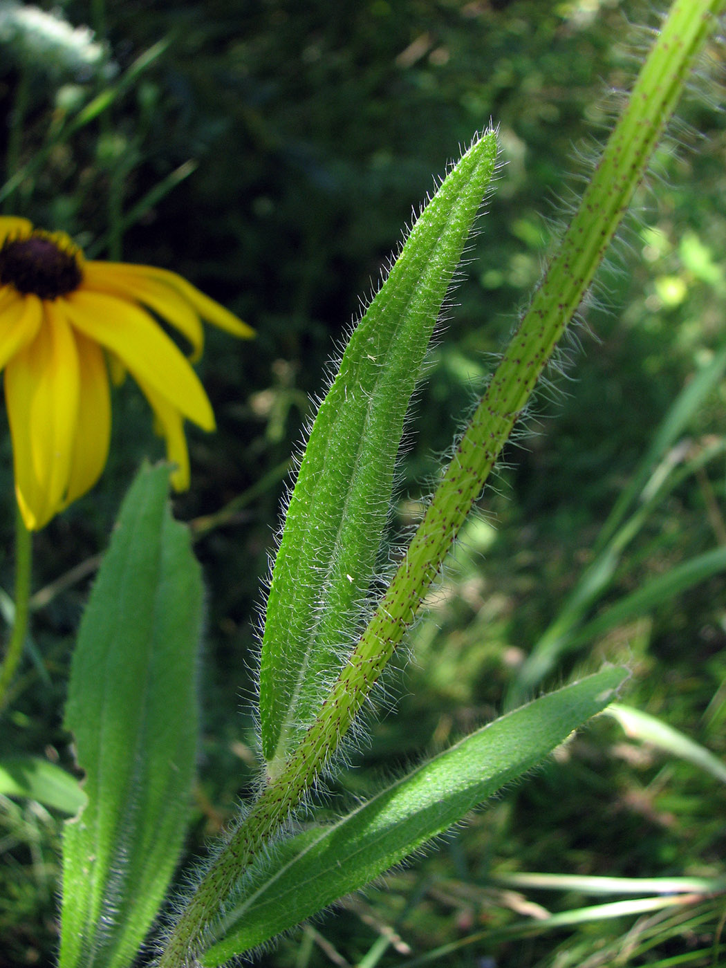 Image of Rudbeckia hirta specimen.