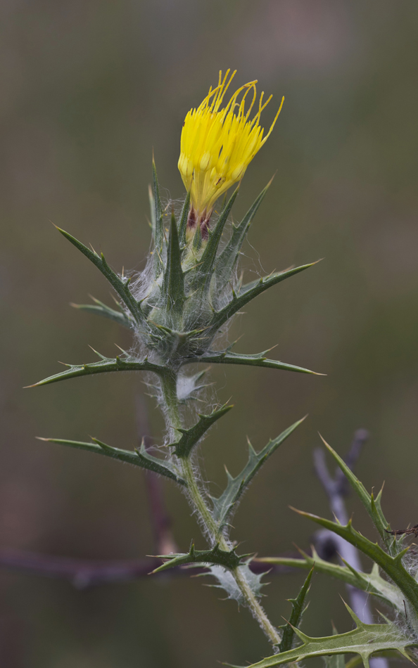 Image of Carthamus lanatus specimen.