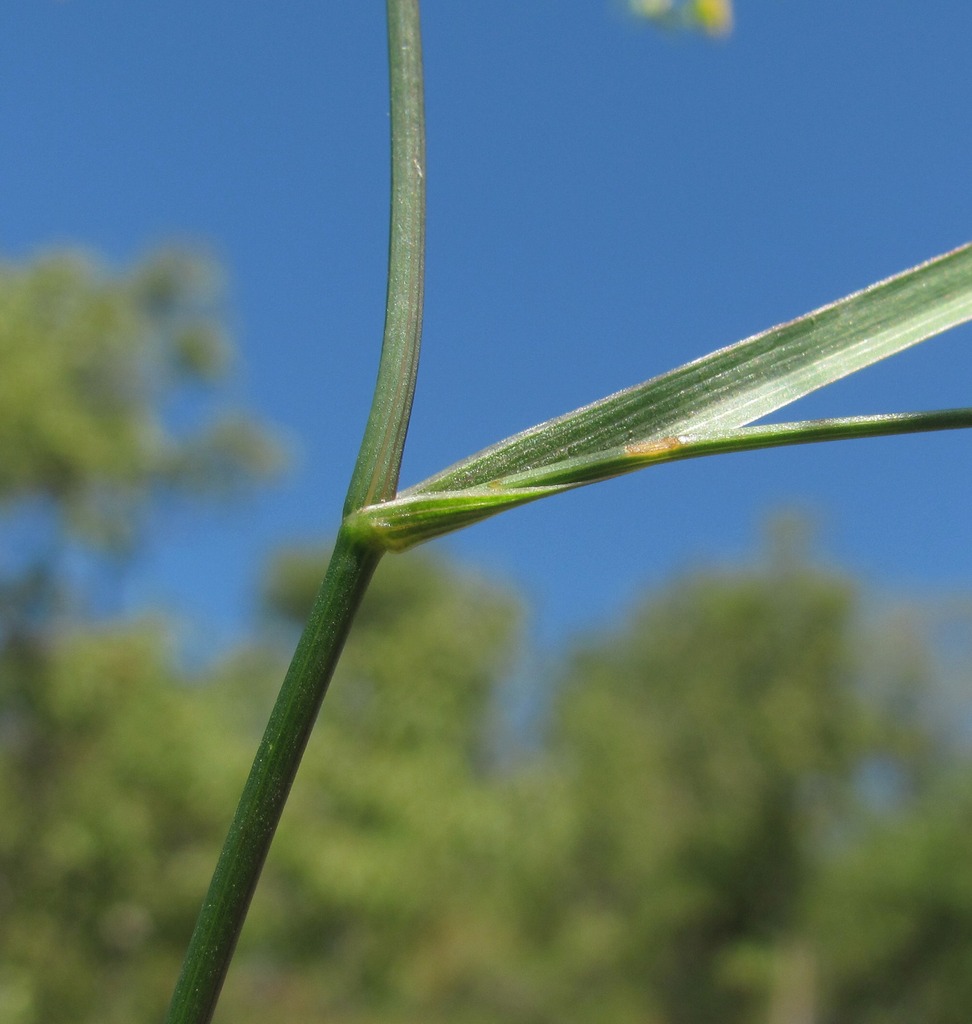 Image of Bupleurum brachiatum specimen.