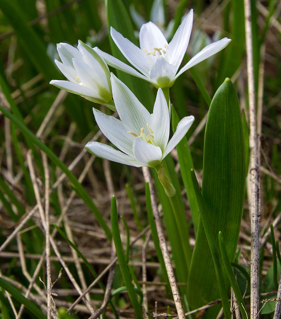 Изображение особи Ornithogalum balansae.