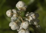 Pyrola rotundifolia