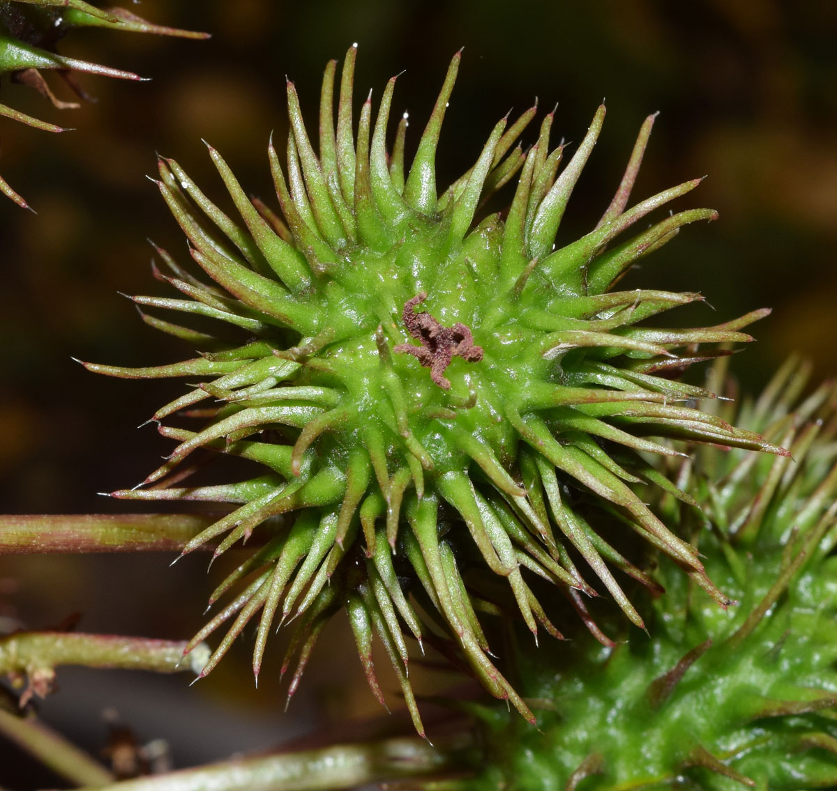 Image of Ricinus communis specimen.