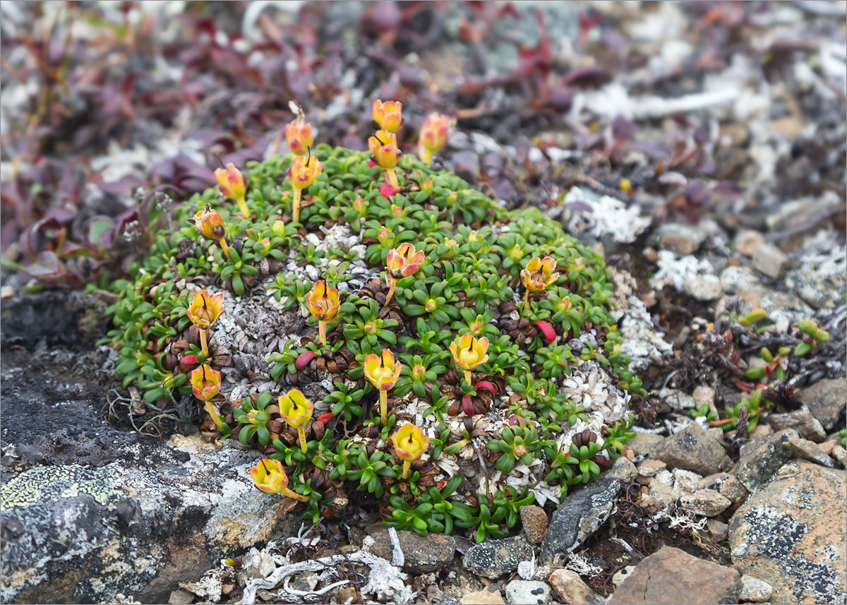 Image of Diapensia lapponica specimen.