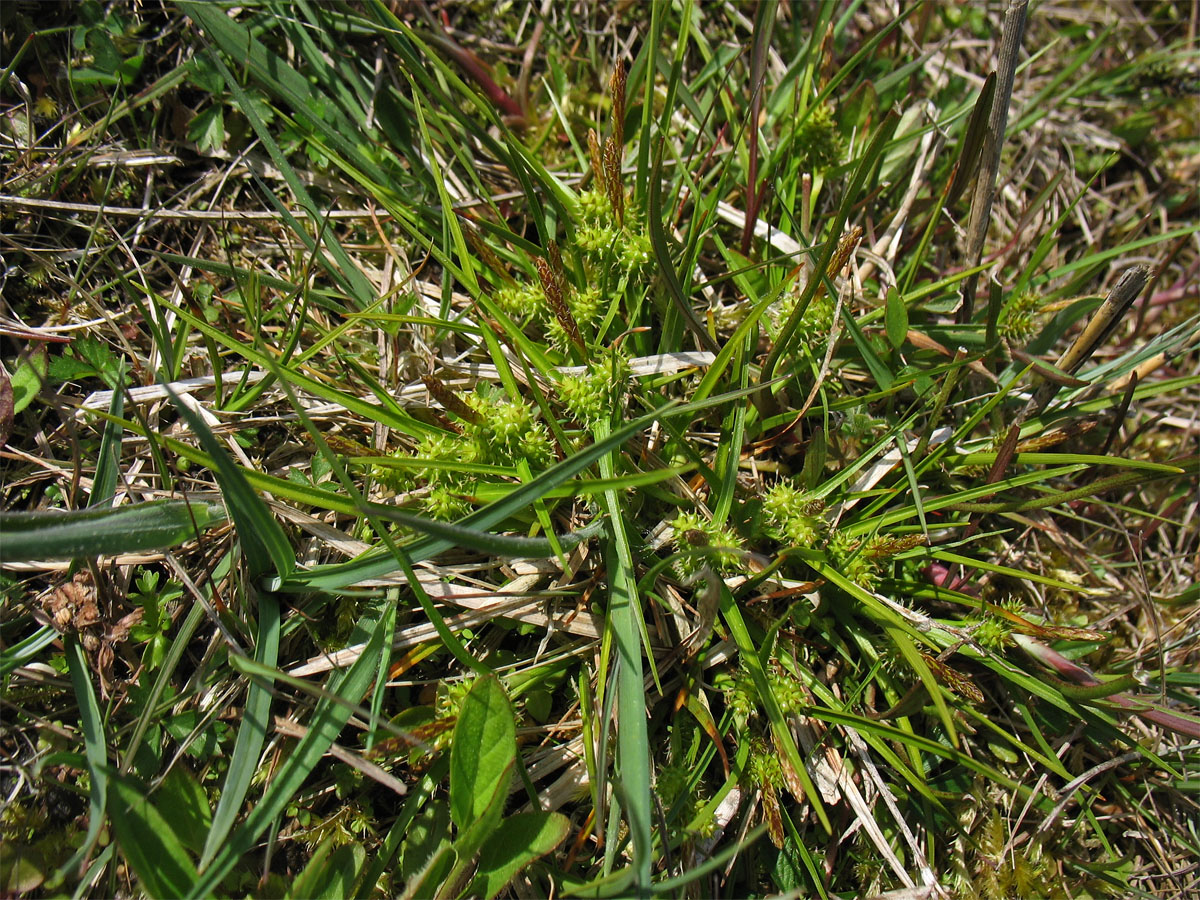 Изображение особи Carex serotina.