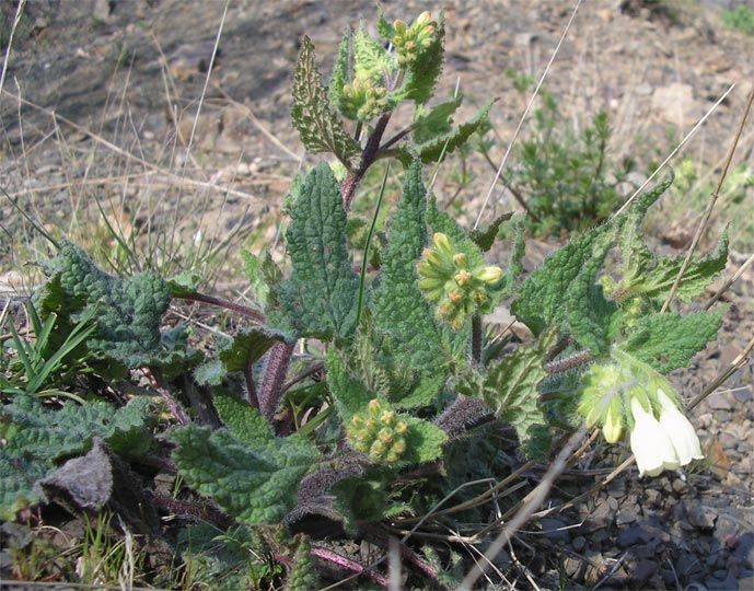 Image of Symphytum tauricum specimen.