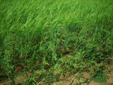 Panicum miliaceum. Плодоносящие растения на краю ячменного поля. Удмуртия, Завьяловский р-н, окр. с. Гольяны. 25.07.2009.