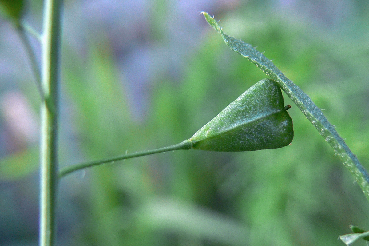 Image of Capsella bursa-pastoris specimen.