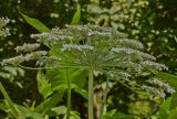 Heracleum mantegazzianum. Соцветие. Молдова, Кишинев, Ботанический сад АН Молдовы. 27.05.2015.