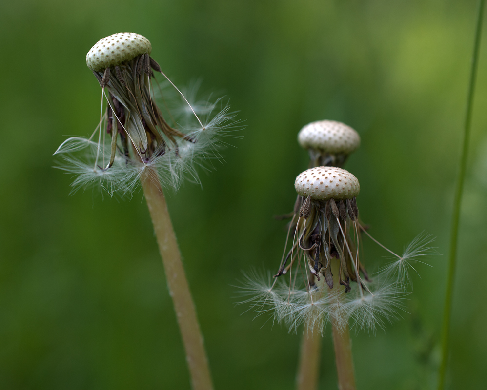 Изображение особи Taraxacum officinale.