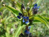 Gentiana cruciata. Соцветие. Ульяновская обл., Карсунский р-н, окр. с. Теньковка, гряда мергелисто-меловых склонов к р. Урень и её правому притоку к северу и востоку от села. 7 июля 2015 г.