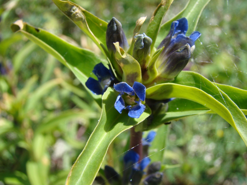 Image of Gentiana cruciata specimen.