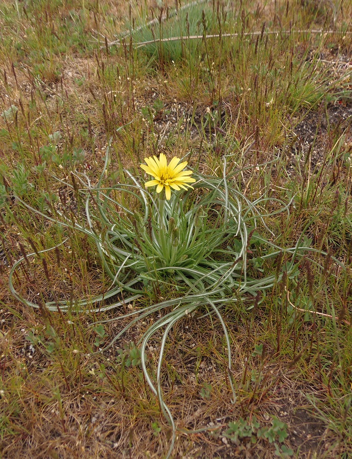 Изображение особи Scorzonera mollis.