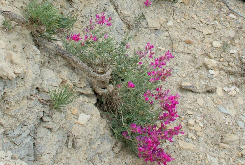 Image of Hedysarum tauricum specimen.