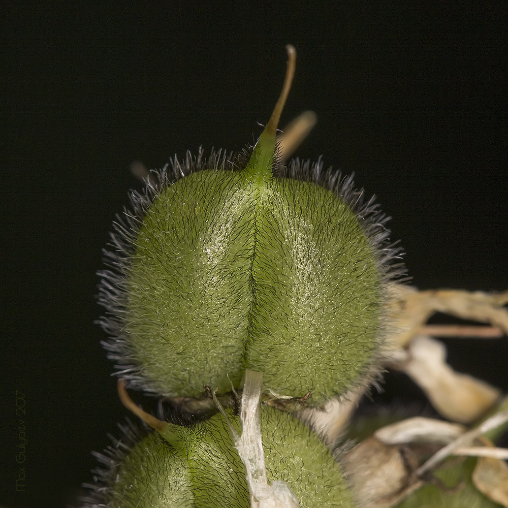 Image of Astragalus cicer specimen.