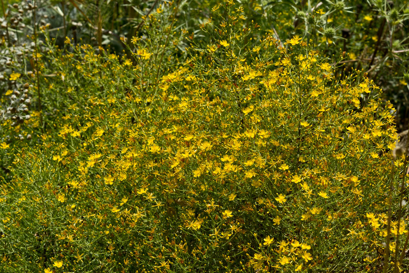 Image of Hypericum triquetrifolium specimen.