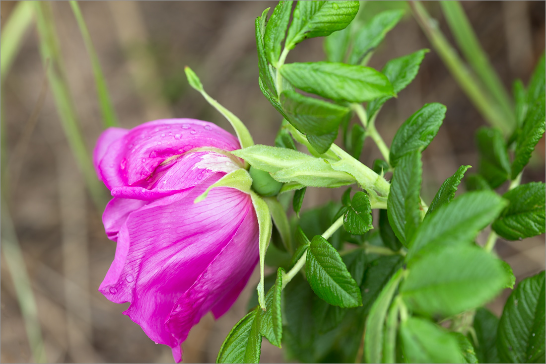 Image of Rosa rugosa specimen.