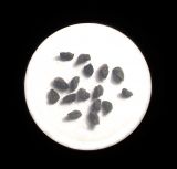 Linaria sabulosa. Семена под бинокуляром (ширина поля зрения - 1 см). Крым, окр. Евпатории, пересыпь оз. Сасык, приморские пески. 17 сентября 2017 г.