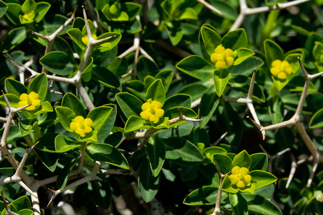 Изображение особи Euphorbia acanthothamnos.