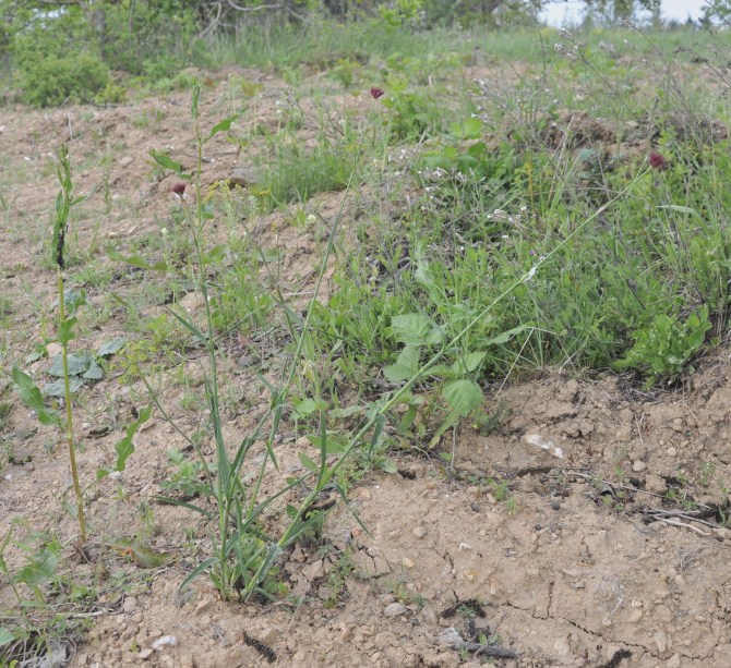 Image of Dianthus cruentus specimen.