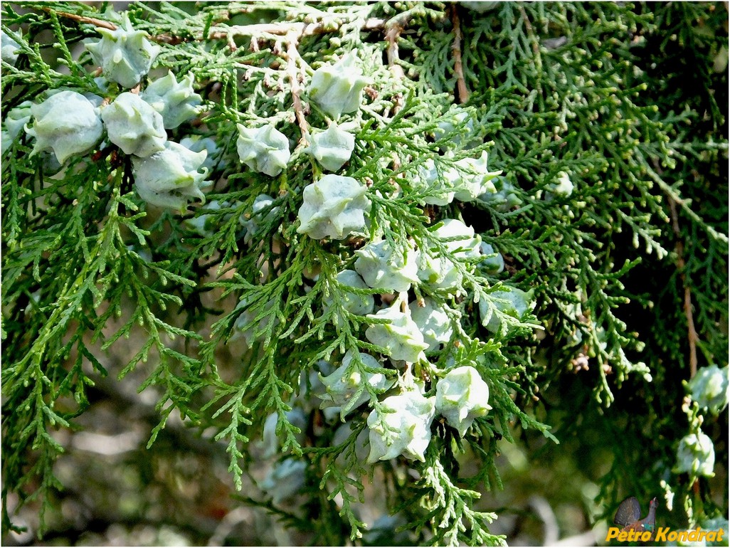 Изображение особи Platycladus orientalis.