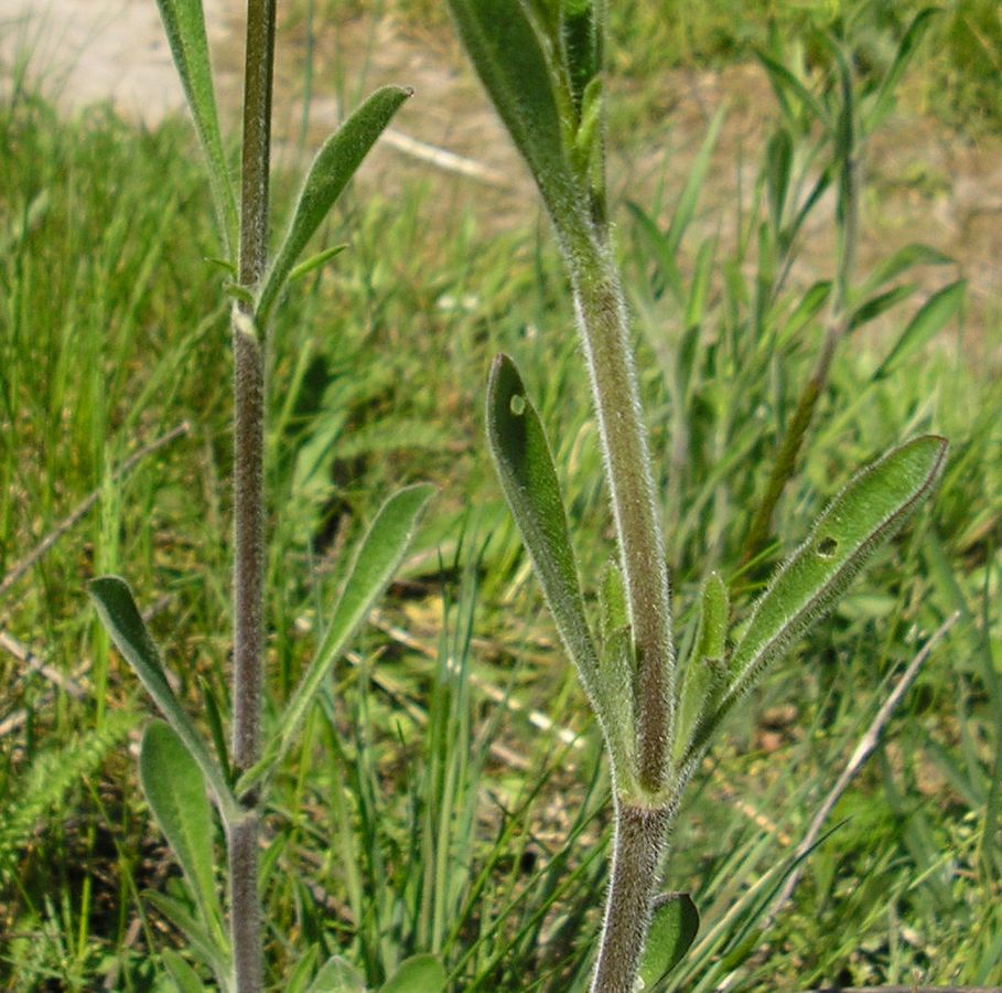 Image of Silene chersonensis specimen.