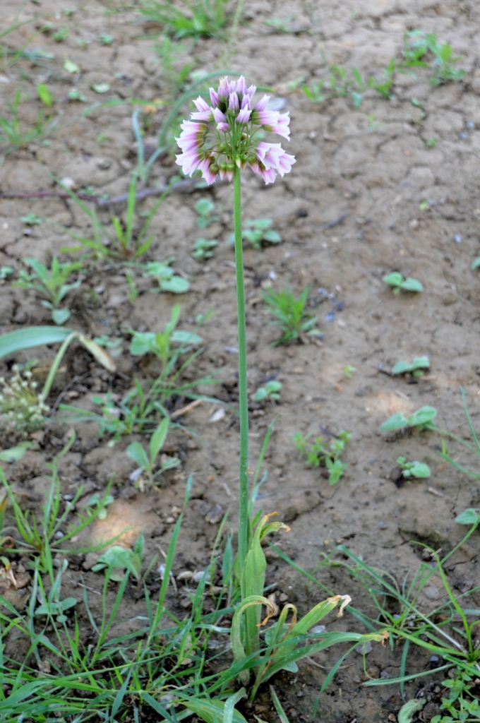 Изображение особи Nectaroscordum tripedale.