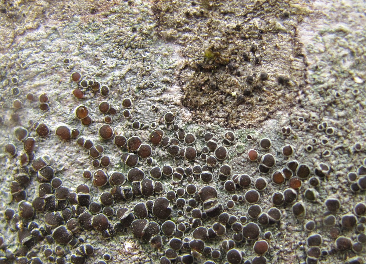 Image of genus Lecanora specimen.