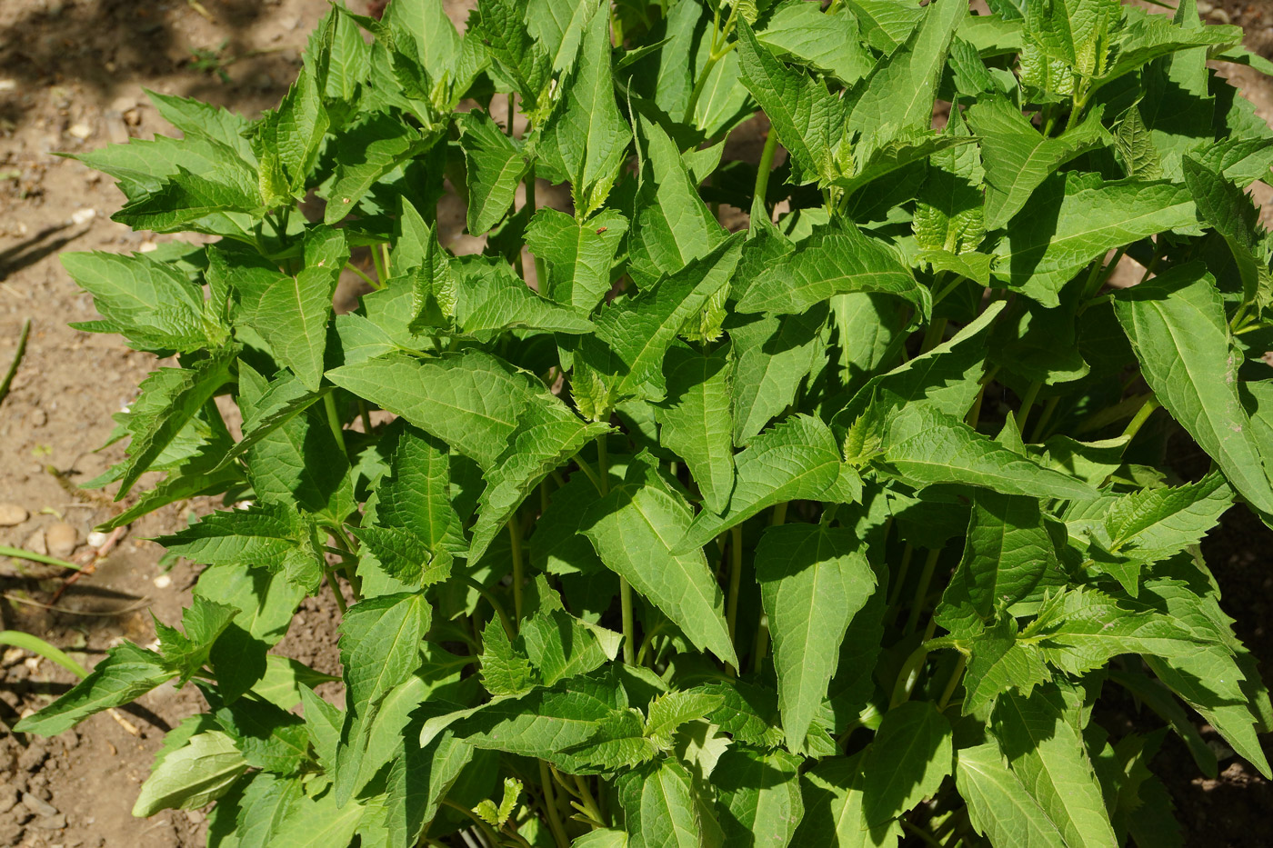 Image of Heliopsis helianthoides ssp. scabra specimen.