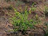 Genista tinctoria. Расцветающее растение. Московская обл., Ступинский р-н, окр. пос. Белопесоцкий, сосновый лес. 27.05.2018.