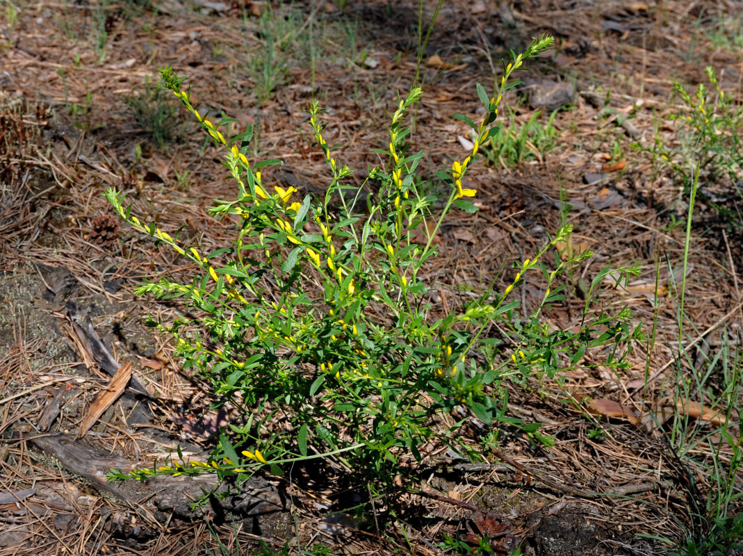 Изображение особи Genista tinctoria.