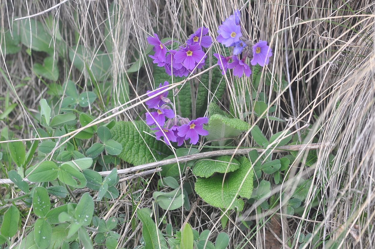 Image of Primula amoena specimen.