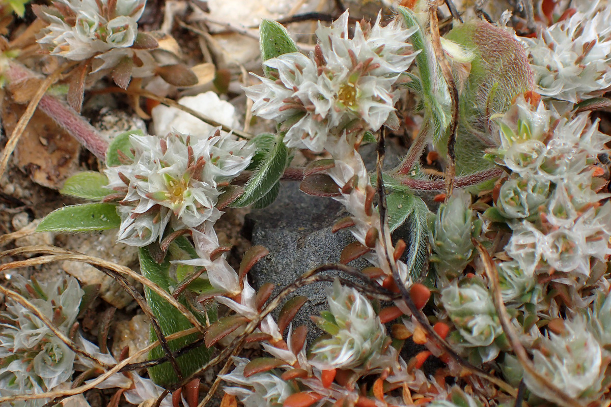 Изображение особи Paronychia macrosepala.