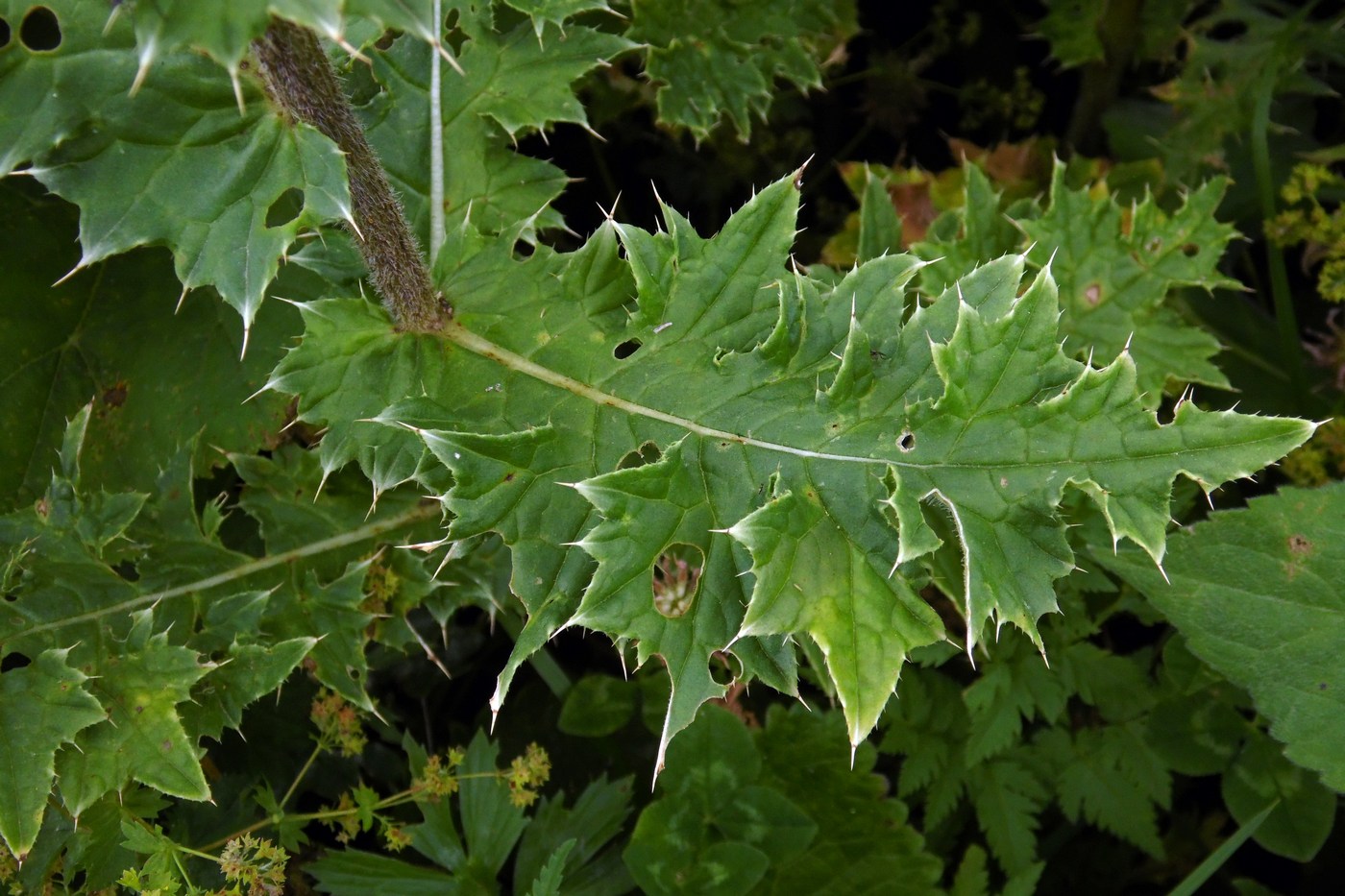 Image of Cirsium obvallatum specimen.