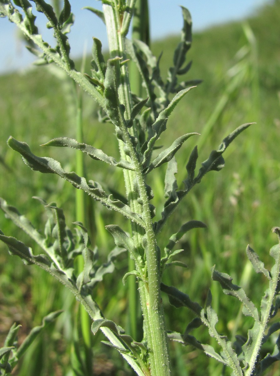 Image of Reseda lutea specimen.