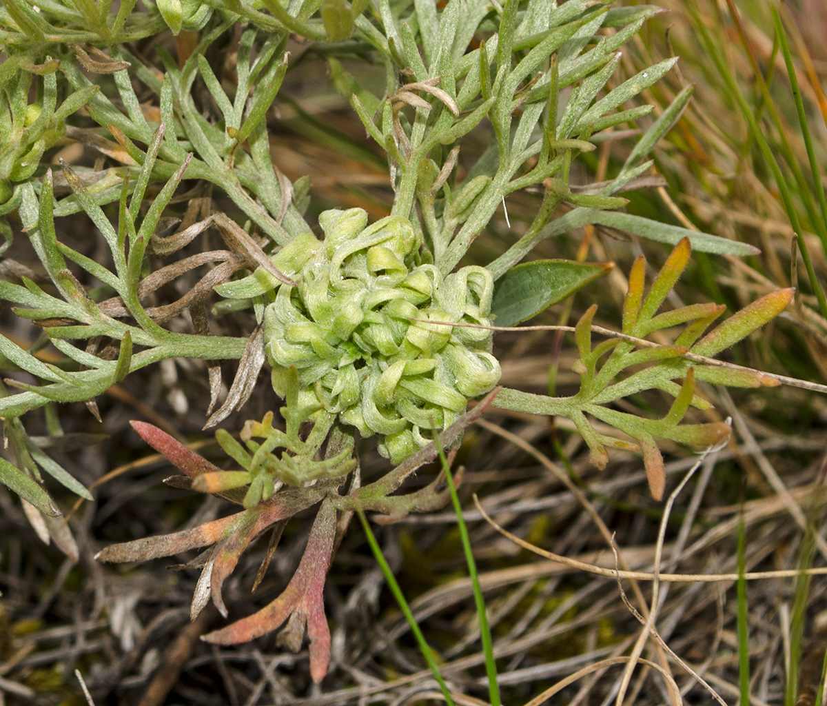 Image of Artemisia sericea specimen.