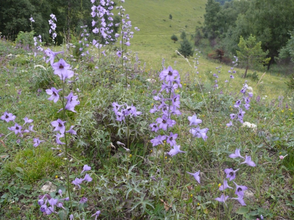 Image of Delphinium crispulum specimen.