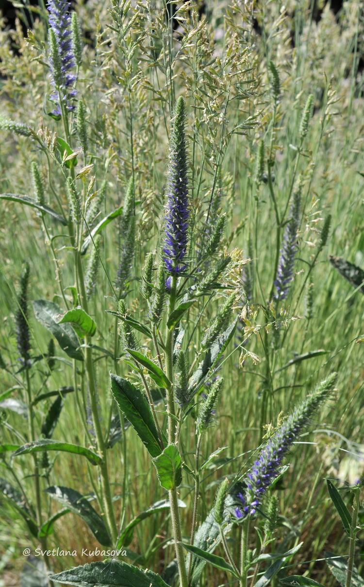 Изображение особи Veronica porphyriana.