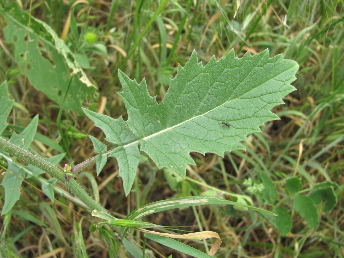 Image of Rapistrum rugosum specimen.