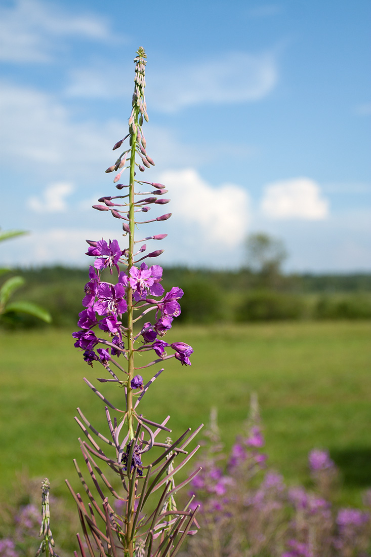 Изображение особи Chamaenerion angustifolium.